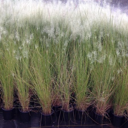 Muhlenbergia capillaris White Cloud