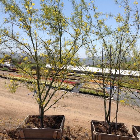 Palo Verde Tree